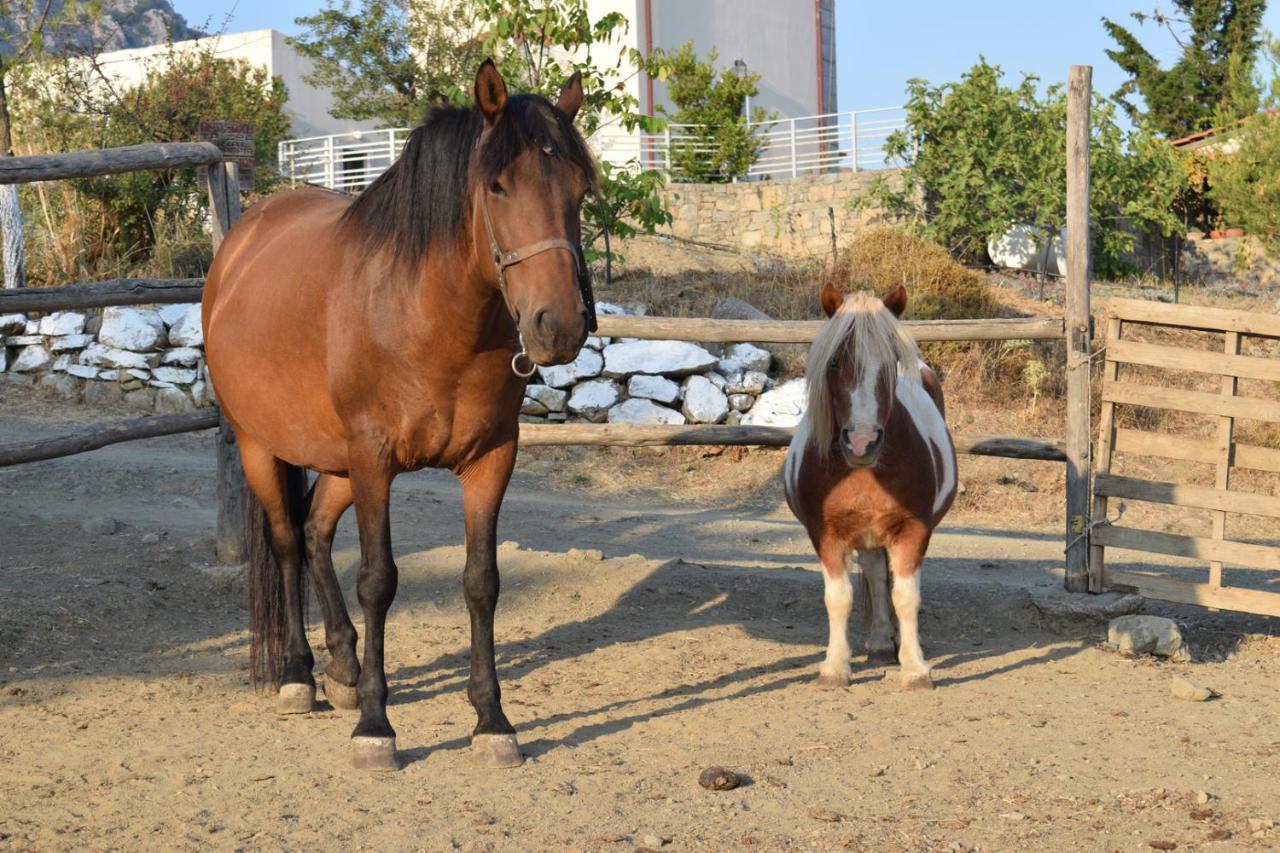Lasinthos Eco Park Agios Georgios  Bagian luar foto
